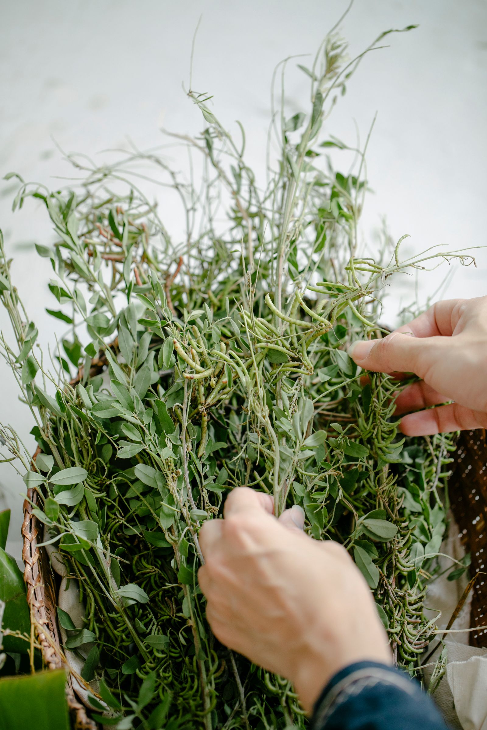 Fresh herbs gathered in a basket