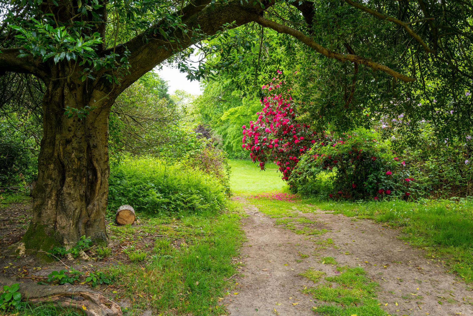 A garden path surrounded by flowers